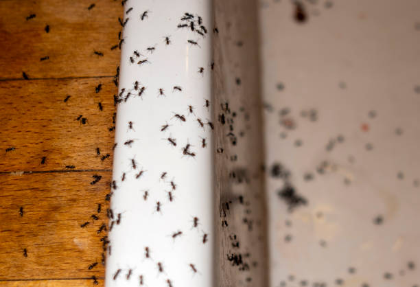 Spider Control Near Me in Aurora, MO